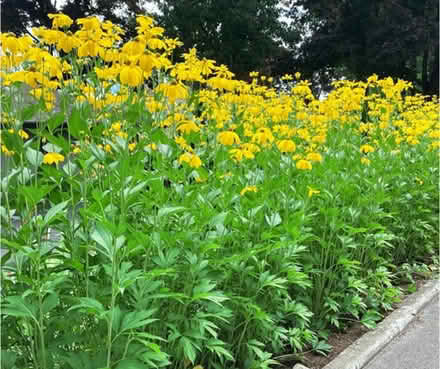 Photo of free native plants (2100 block of N. LeClaire Ave.) #2