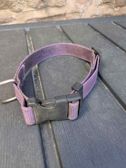 Photo of free Dog Collar (Cromford DE4) #1