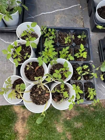 Photo of free Tomato and Pumpkin seedlings (Fair Lawn, NJ) #2