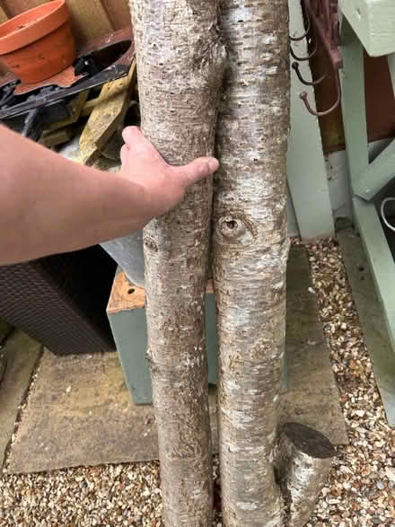 Photo of free Dry lumps of tree for project/fire (CH62 bromborough) #2
