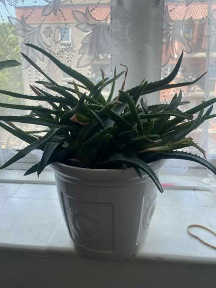 Photo of free Aloe Vera plant (Milend E14) #1