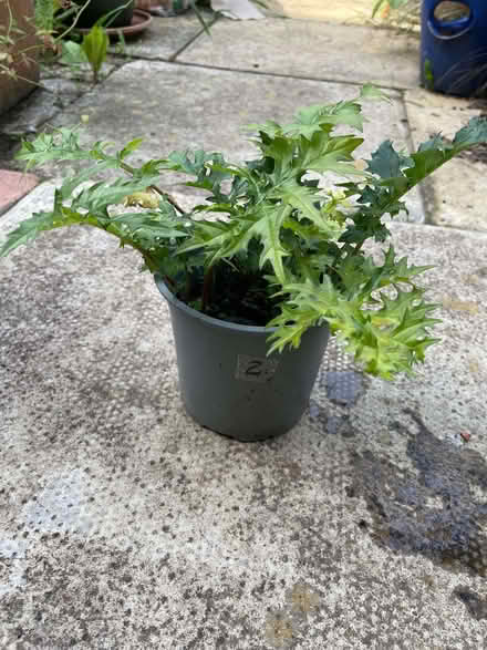 Photo of free garden plants (Morecambe LA4) #1