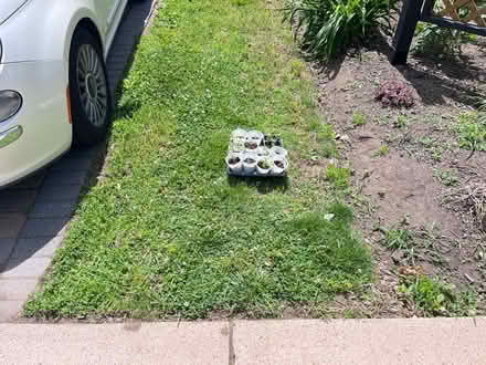 Photo of free Tomato seedlings (Fair Lawn, NJ) #2