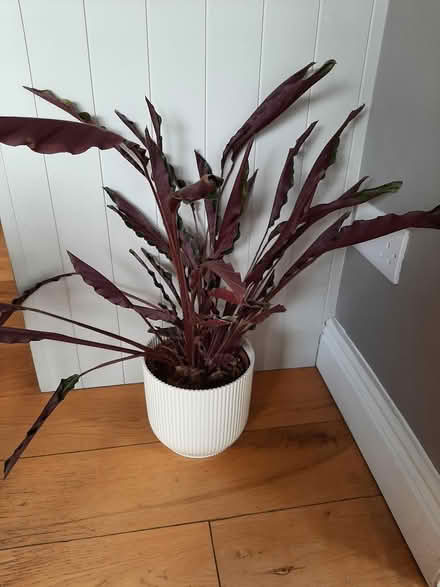 Photo of free Indoor plant (Delgany) #1