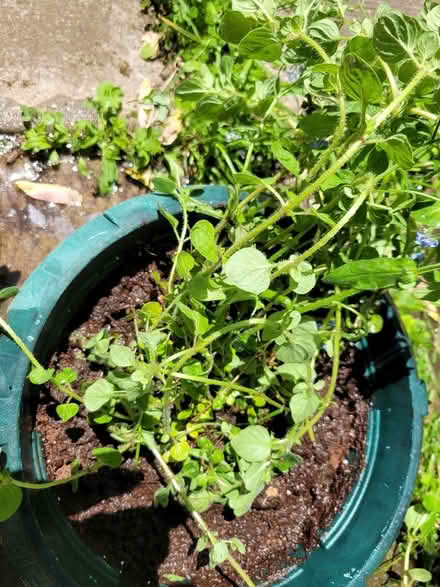 Photo of free Oregano Plants (Erin Mills) #1