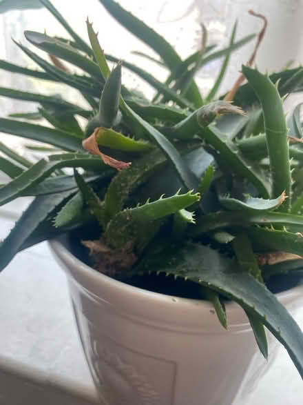 Photo of free Aloe Vera plant (Milend E14) #4