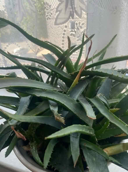 Photo of free Aloe Vera plant (Milend E14) #2
