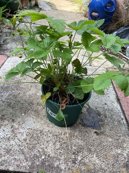 Photo of free garden plants (Morecambe LA4) #4
