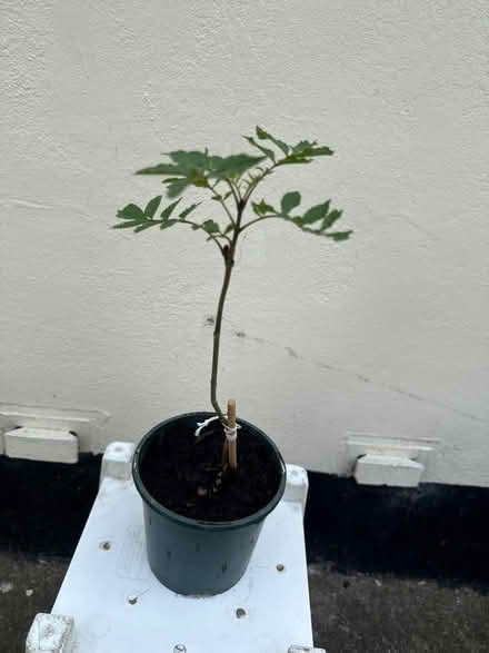 Photo of free Ash Tree saplings (Norbury CR7) #1