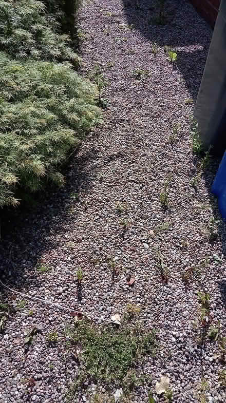Photo of free Pea sized Gravel (Chell ST6) #2