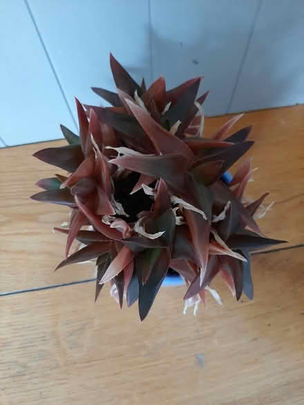 Photo of free Succulent plant (Delgany) #2