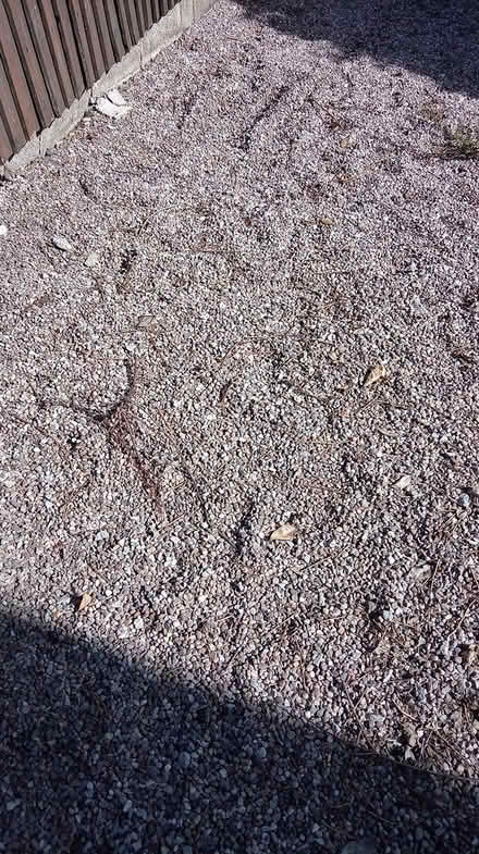 Photo of free Pea sized Gravel (Chell ST6) #4