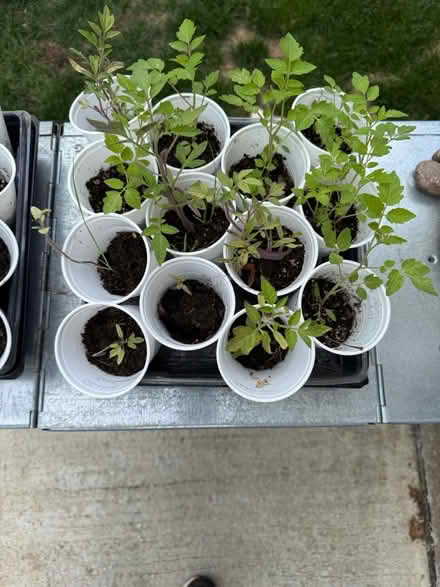 Photo of free Tomato and Pumpkin seedlings (Fair Lawn, NJ) #4