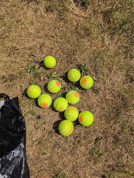 Photo of free Red spot tennis balls (St Albans AL1) #1