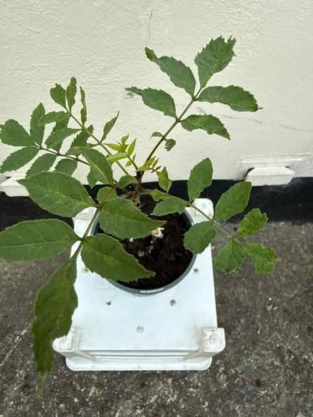 Photo of free Ash Tree saplings (Norbury CR7) #3