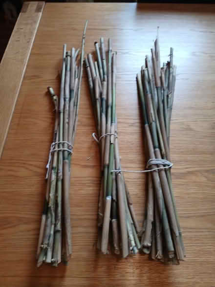 Photo of free Bamboo Canes for Gardening (Parkhead EH11) #1