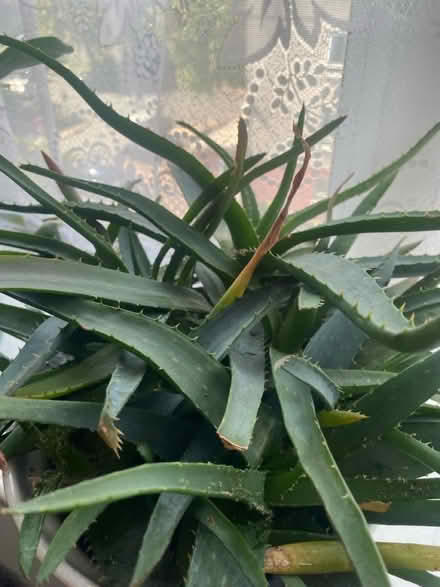 Photo of free Aloe Vera plant (Milend E14) #3