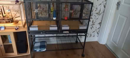 Photo of free large bird cage complete with 2 hen budgies approx 4 years o (Flax Moss BB4) #2