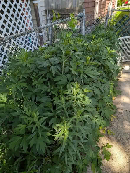 Photo of free native plants (2100 block of N. LeClaire Ave.) #1