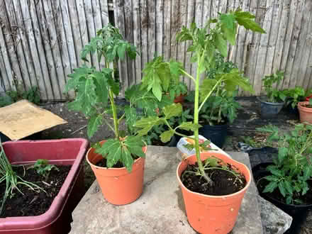 Photo of free Tomato plants (Heston) #2