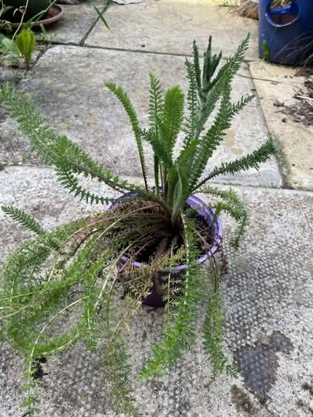 Photo of free garden plants (Morecambe LA4) #3