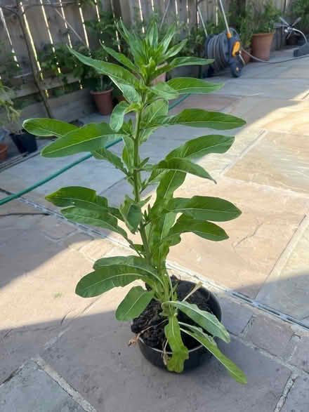 Photo of free Evening Primrose plant (Harrogate HG2) #1