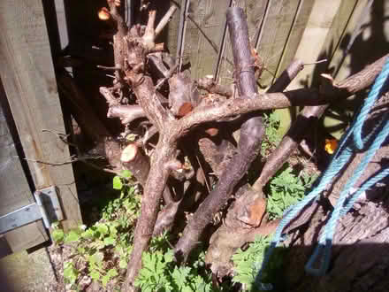 Photo of free Plum Wood (Craghead DH9) #1
