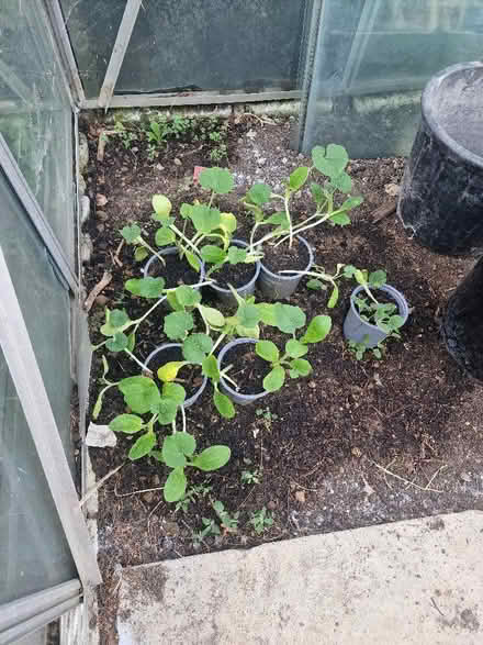 Photo of free Pumpkin seedlings (Lye Valley OX4) #1