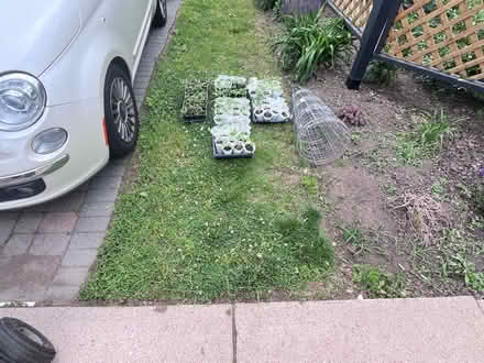 Photo of free Tomato and Pumpkin seedlings (Fair Lawn, NJ) #1