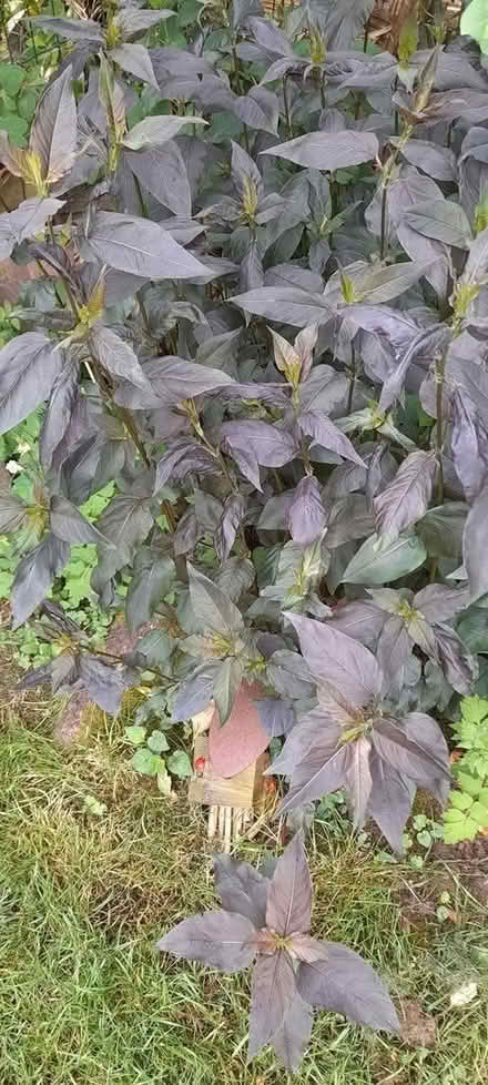 Photo of free Fringed Loosestrife plants (ST17 Baswich, Stafford) #1