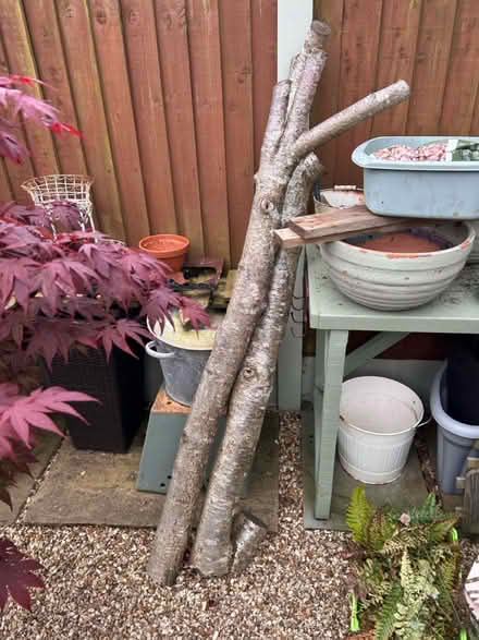 Photo of free Dry lumps of tree for project/fire (CH62 bromborough) #1