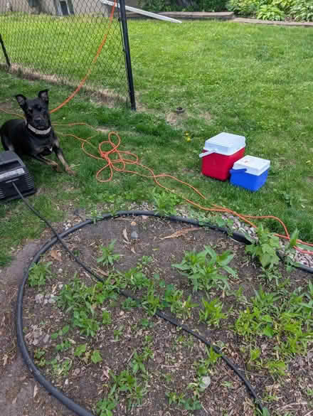 Photo of free Free yard sale (Carling) #4