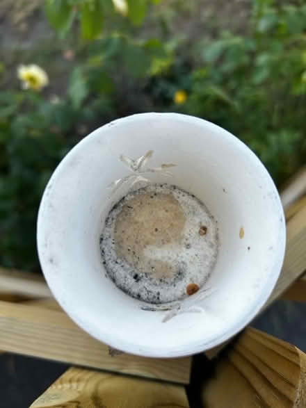 Photo of free Candle holder (Wick. BH6) #3