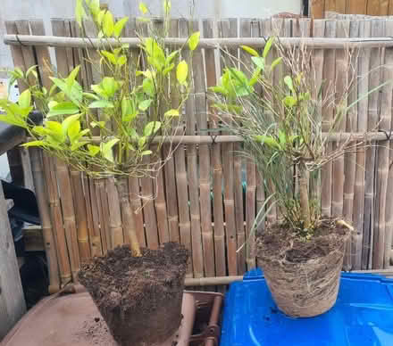 Photo of free 4 x small citrus trees (Mount Merrion / Stillorgan) #2