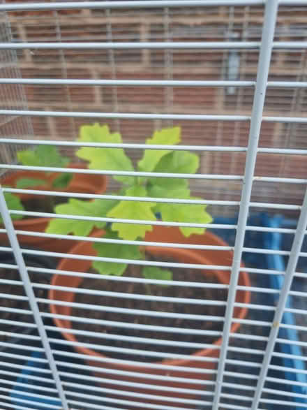 Photo of free Small oak trees (Shrewsbury) #1