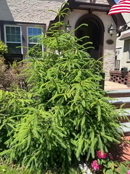 Photo of free Pine Tree (West Hempstead, NY) #1
