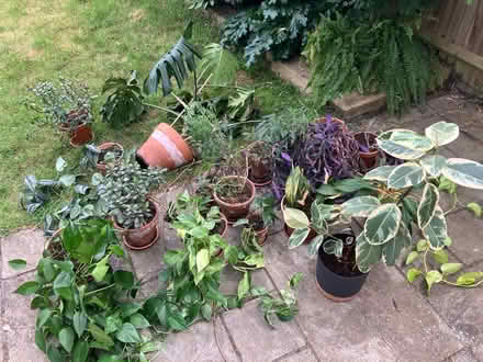 Photo of free Houseplants (CR0) #1
