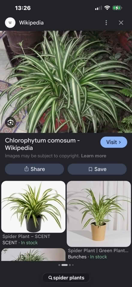 Photo of Spider plants (SM1) #1