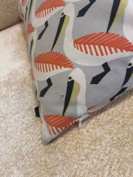 Photo of free Cushion (KT13) #2