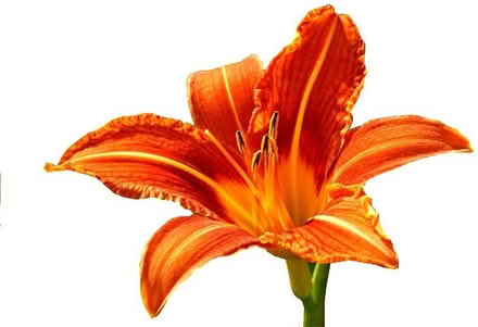 Photo of free Tiger lillies (near 103rd and Pulaski) #3