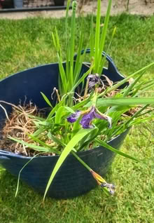 Photo of free Clump of Iris Siberica (blue) (Mount Merrion / Stillorgan) #2