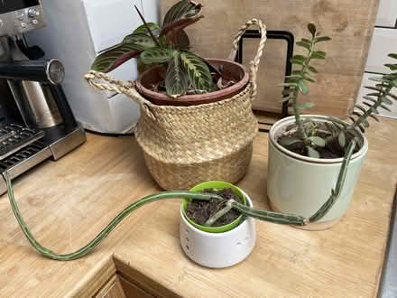 Photo of free 3 house plants - prayer plant, inchworm plant and jade (North City NR3) #4