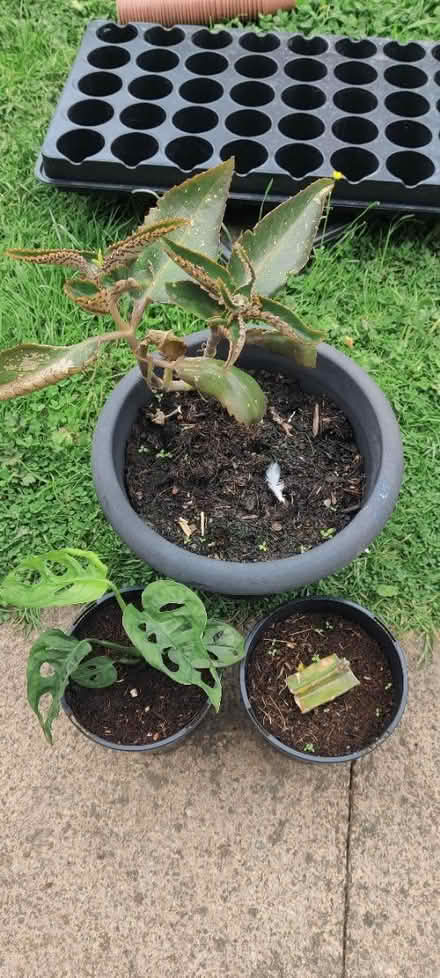 Photo of free 3 indoor plants (WN6) #1