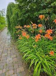 Photo of free Tiger lillies (near 103rd and Pulaski) #2