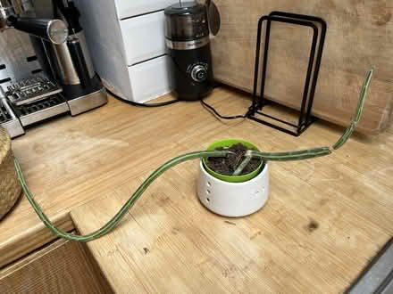 Photo of free 3 house plants - prayer plant, inchworm plant and jade (North City NR3) #2