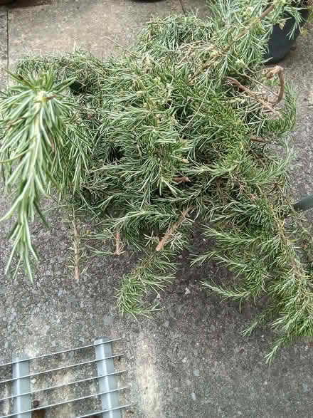 Photo of free Fresh rosemary prunings, large pile (Westbury Fields BS9) #3