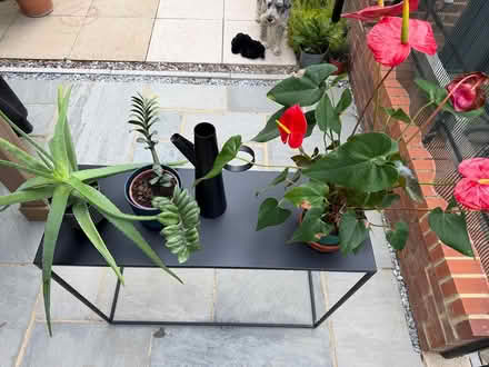 Photo of free Houseplants and metal stand (East Challow, Wantage, OX12) #1