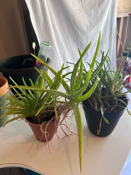 Photo of free Rescue these plants (Laurel) #2