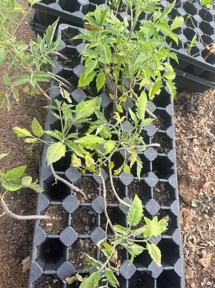 Photo of free Tomato & Pepper seedlings (Near McFarland) #1