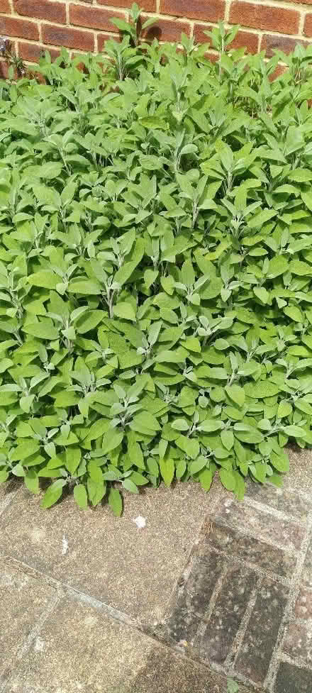 Photo of free Fresh sage (Kennington OX1) #1